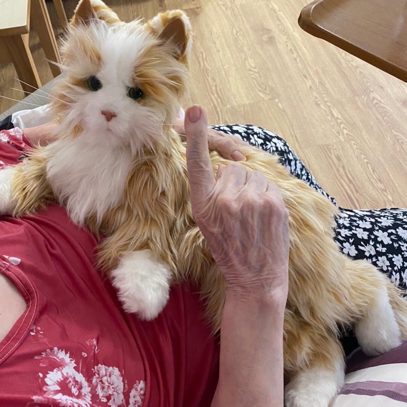 Bird Nesting Boxes supporting Cat Companions Tameside Rotary